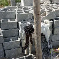 بز نر پتیری اصل
