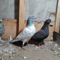 کبوتران فروشی|پرنده|پارس‌آباد, |دیوار