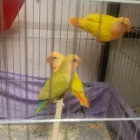 جوجه برزیلی ۵ ماهه