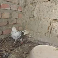 کبوتر تهرانی|پرنده|خاش, |دیوار