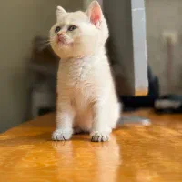 شهر اسکاتیش و بریتیش|گربه|تهران, اختیاریه|دیوار