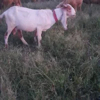 یک جفت بز جوان مست با یک بیگ ماده برای فروش