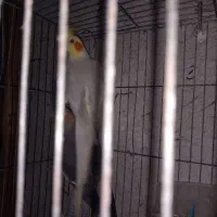 عروس هلندی نر ماده