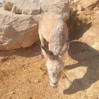 الاغ نر|حیوانات مزرعه|چگنی, |دیوار