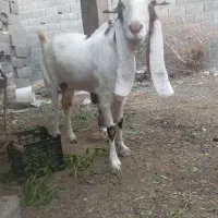 بزه|حیوانات مزرعه|بندر دیر, |دیوار