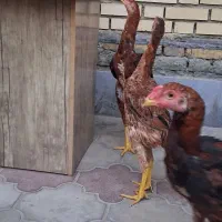 مرغ و خروس لاری