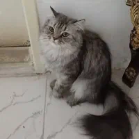 گربه پرشین ماده|گربه|سهند, |دیوار