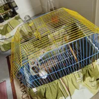 قفس  پرنده برای مرغ عشق