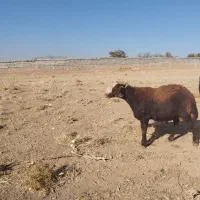 میش غزل افشار|حیوانات مزرعه|زنده رود, |دیوار