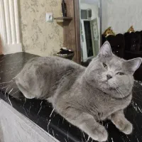 دوتا گربه اسکاتیش