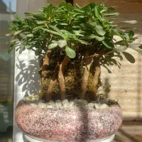 بونسای میخک هندی و افرا|گل و گیاه طبیعی|کرج, آق تپه|دیوار