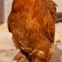 خروس برهما وارداتی غول پیکر