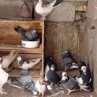 سیزده عدد کبوتر