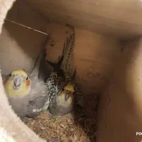 عروس هلندی روی تخم فنچ روی تخم مرغ عشق جوان