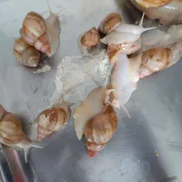 حلزون|خزنده|اصفهان, دارک|دیوار