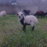 ۲راس بره نر و ماده