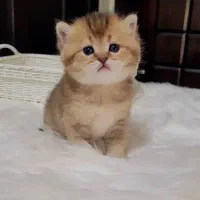 خواستنی ترین نژاد