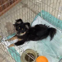 سگ پامر ۳ ماهه