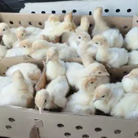 جوجه بوقلمون بیوتی 6|حیوانات مزرعه|گرگان, |دیوار