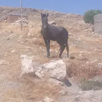اسب نر