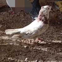 کبوتر گم شده