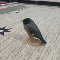 فروش مرغ مینا