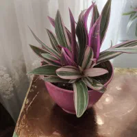 زیپیلین رنگی شاداب|گل و گیاه طبیعی|فلاورجان, |دیوار