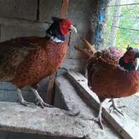 دو عدد خروس