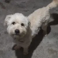 سگ شیتزو مفت ۲۷۰۰