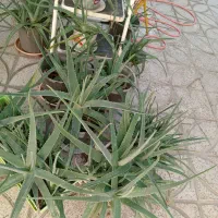 گیاه آلوئه را