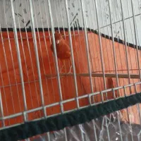 قناری مست روانی|پرنده|شیراز, شهرک سراج|دیوار