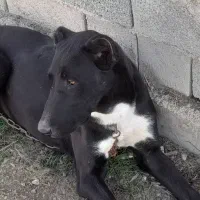 یک سگ|سگ|سیمین شهر, |دیوار