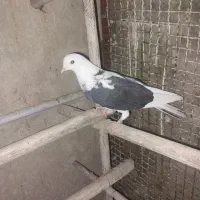 کبوتر کفتر ماده گرفتنی رنگ روشن