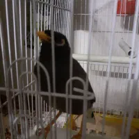 مینا رام سخنگو ۱۰ کلمه|پرنده|محمدیه-قزوین, |دیوار