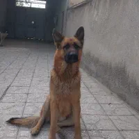 واگذاری ی قلاده ژرمن|سگ|شاهرود, |دیوار