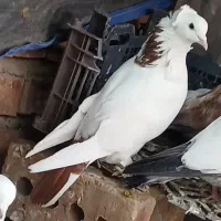 کبوتر لوتی