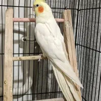 عروس هلندی|پرنده|قرچک, مجتمع مسکونی طبیعت|دیوار