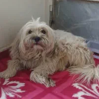 واگذاری سگ نژاد شیتزو