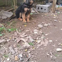 ژرمن شولاین