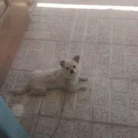 سگ نر