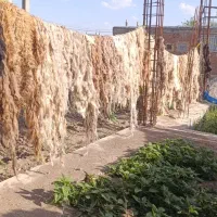 پشم گوسفندی درجه یک شسته شده(یون)