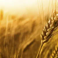 گندم شبرنگ  گل سیاه بذر مادری بووجاری  شده ۴تن ون