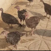 جوجه بوقلمون محلی اصل