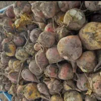 چغندر بومی تمیز