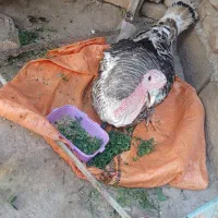 بقلمون نر فروشی بزرگ|حیوانات مزرعه|زابل, |دیوار