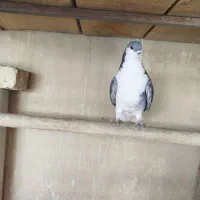 نرا ماده زره دمگیر بدرنگ|پرنده|خمینیشهر, |دیوار