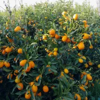 کامکوات لایم کوات