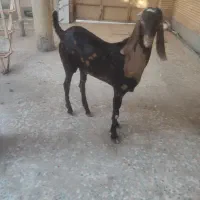 پنجاب دورگ قد بلند|حیوانات مزرعه|چابهار, |دیوار