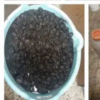 سیر ۱۳ ساله بدونی ک پخته شده باشه