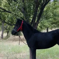 اسب مادیون مشکی